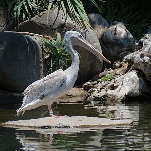 Pink-backed Pelican