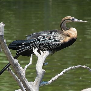 African Darter