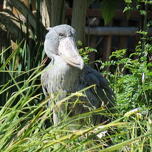 Shoebill Stork