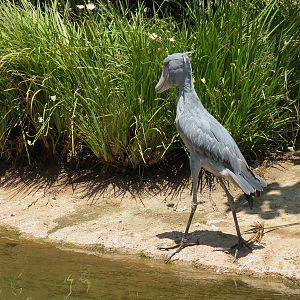 Shoebill Stork