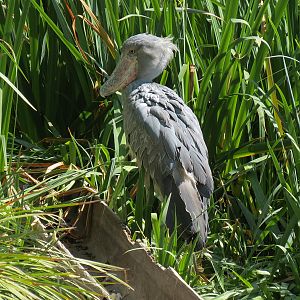 Shoebill Stork