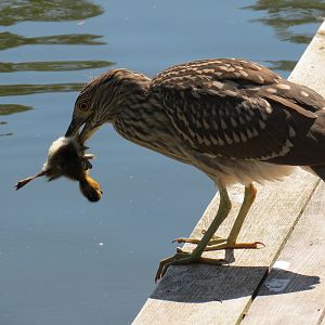 Black-crowned Night Heron