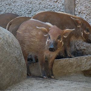 Red River Hog