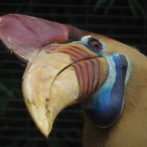Red-knobbed Hornbill