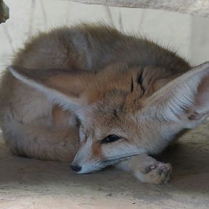 Fennec Fox
