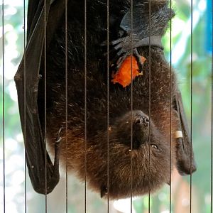 Rodrigues Fruit Bat