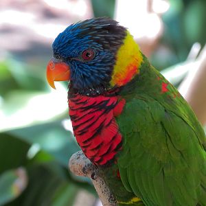 Rainbow Lorikeet
