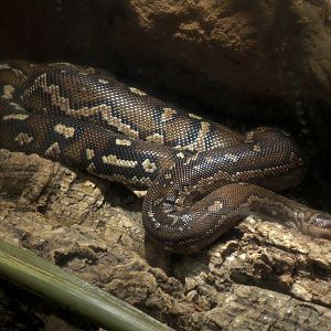 Angolan Python