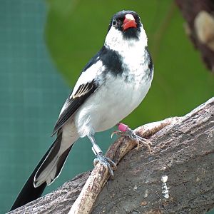 Pin-tailed Whydah
