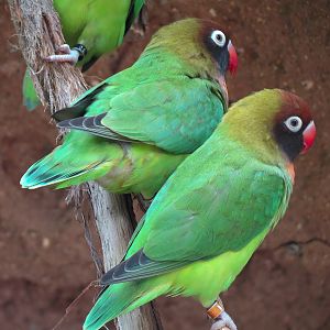 Black-cheeked Lovebird