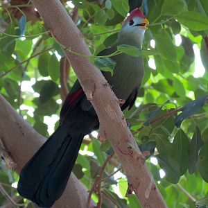 Red-crested Turaco