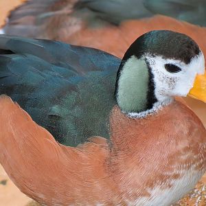 African Pygmy Goose