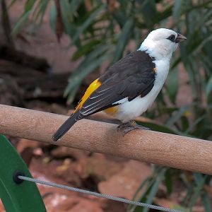 White-headed Buffalo Weaver