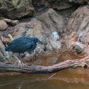Black Heron