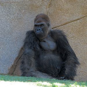 Western Lowland Gorilla