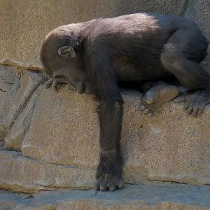 Western Lowland Gorilla