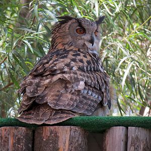 Eurasian Eagle Owl