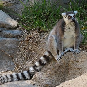 Ring-tailed Lemur