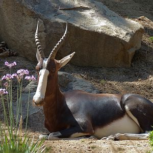 Bontebok