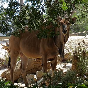 Eastern Giant Eland