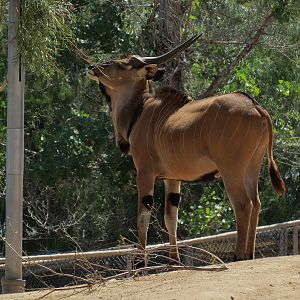 Eastern Giant Eland