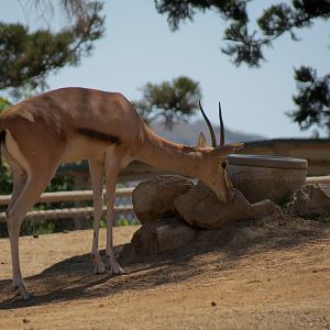 Sudan Red-fronted Gazelle