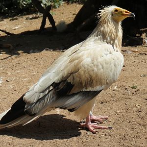 Western Egyptian Vulture