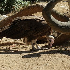 Hooded Vulture