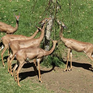 Southern Gerenuk