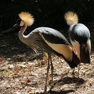 East African Crowned Crane