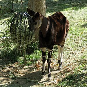 Okapi