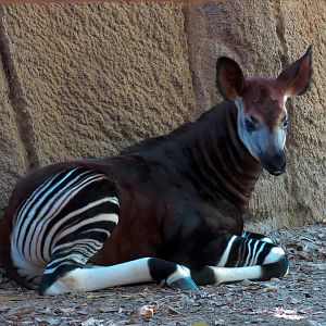 Okapi