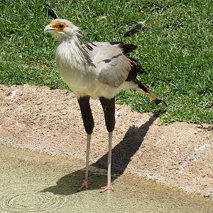 Secretary Bird