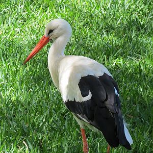 European White Stork