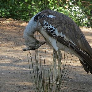 Kori Bustard