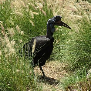 Abyssinian Ground Hornbill
