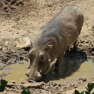 Southern Warthog