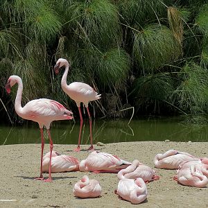 Lesser Flamingo