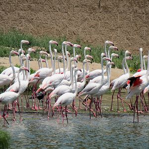 Greater Flamingo