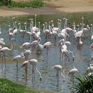 Greater Flamingo