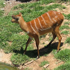 East African Sitatunga