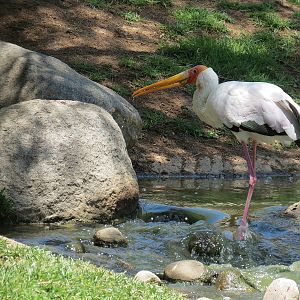 Yellow-billed Stork