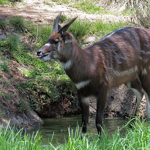 East African Sitatunga