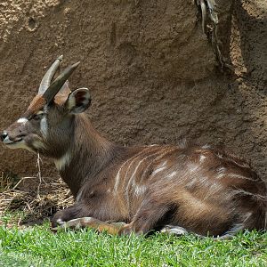 East African Sitatunga