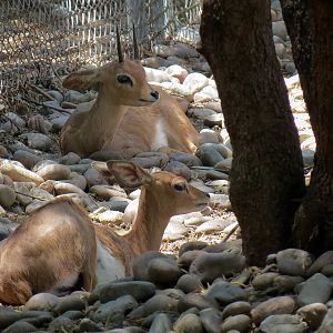 Southern Steenbok