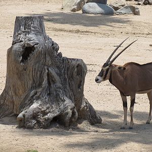 Fringe-eared Oryx