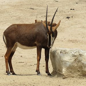 Sable Antelope