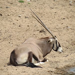 Gemsbok