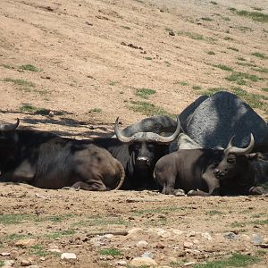 Cape Buffalo