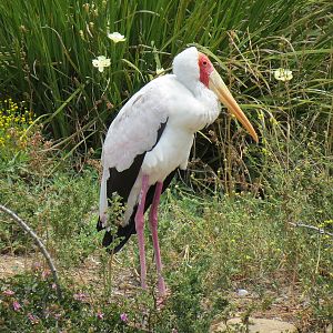 Yellow-billed Stork
